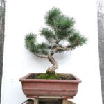 Bonsai Pino blanco Japonés