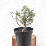 Pre Bonsai Sabina
