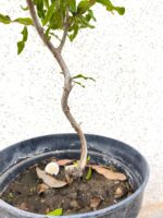 Pre Bonsai Granado - Imagen 2