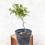 Pre Bonsai Granado