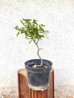 Pre Bonsai Granado