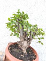 Pre bonsai Olmo minor - Imagen 3
