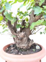 Pre bonsai Olmo minor - Imagen 2