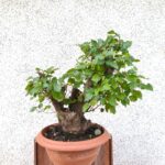 Pre bonsai Olmo minor