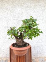 Pre bonsai Olmo minor