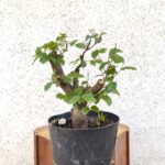 Pre bonsai Olmo minor