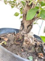 Pre bonsai Olmo minor - Imagen 2
