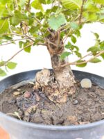 Pre bonsai Olmo minor - Imagen 3