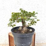 Pre bonsai Olmo minor