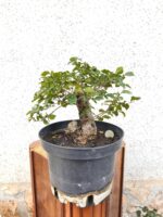 Pre bonsai Olmo minor