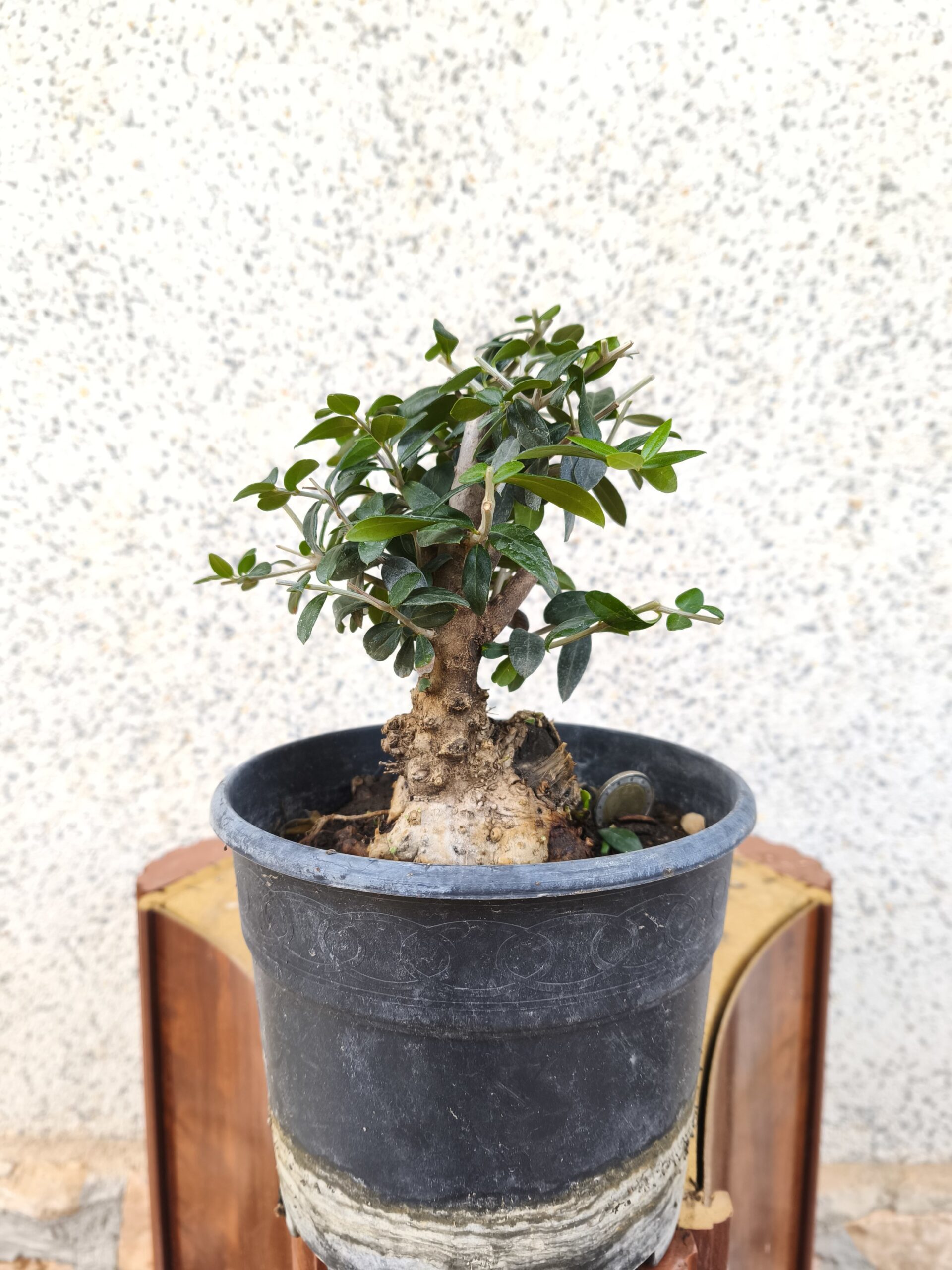 2025/09/1000077378-scaled.jpg Pre bonsai Acebuche - Imagen 1