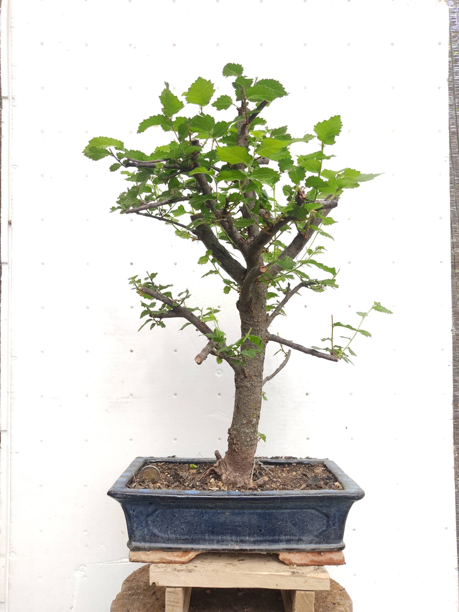 2025/09/1000082307-scaled.jpg Bonsai Olmo minor - Imagen 1