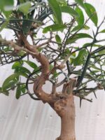 Bonsai citrus - Imagen 2