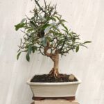 Bonsai citrus