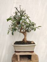 Bonsai citrus