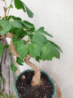 Bonsai ginkgo biloba - Imagen 2