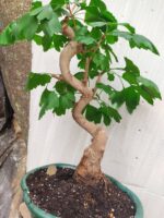 Bonsai ginkgo biloba - Imagen 3
