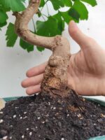 Bonsai ginkgo biloba - Imagen 4