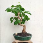 Bonsai ginkgo biloba