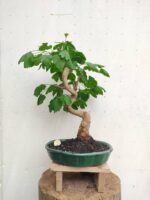 Bonsai ginkgo biloba