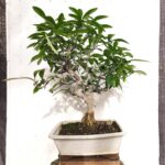 Bonsai citrus