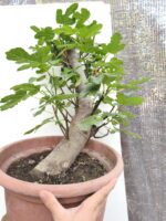 Pre Bonsai Higuera gran porte - Imagen 3