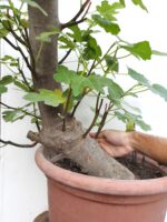 Pre Bonsai Higuera gran porte - Imagen 2