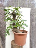 Pre Bonsai Higuera gran porte