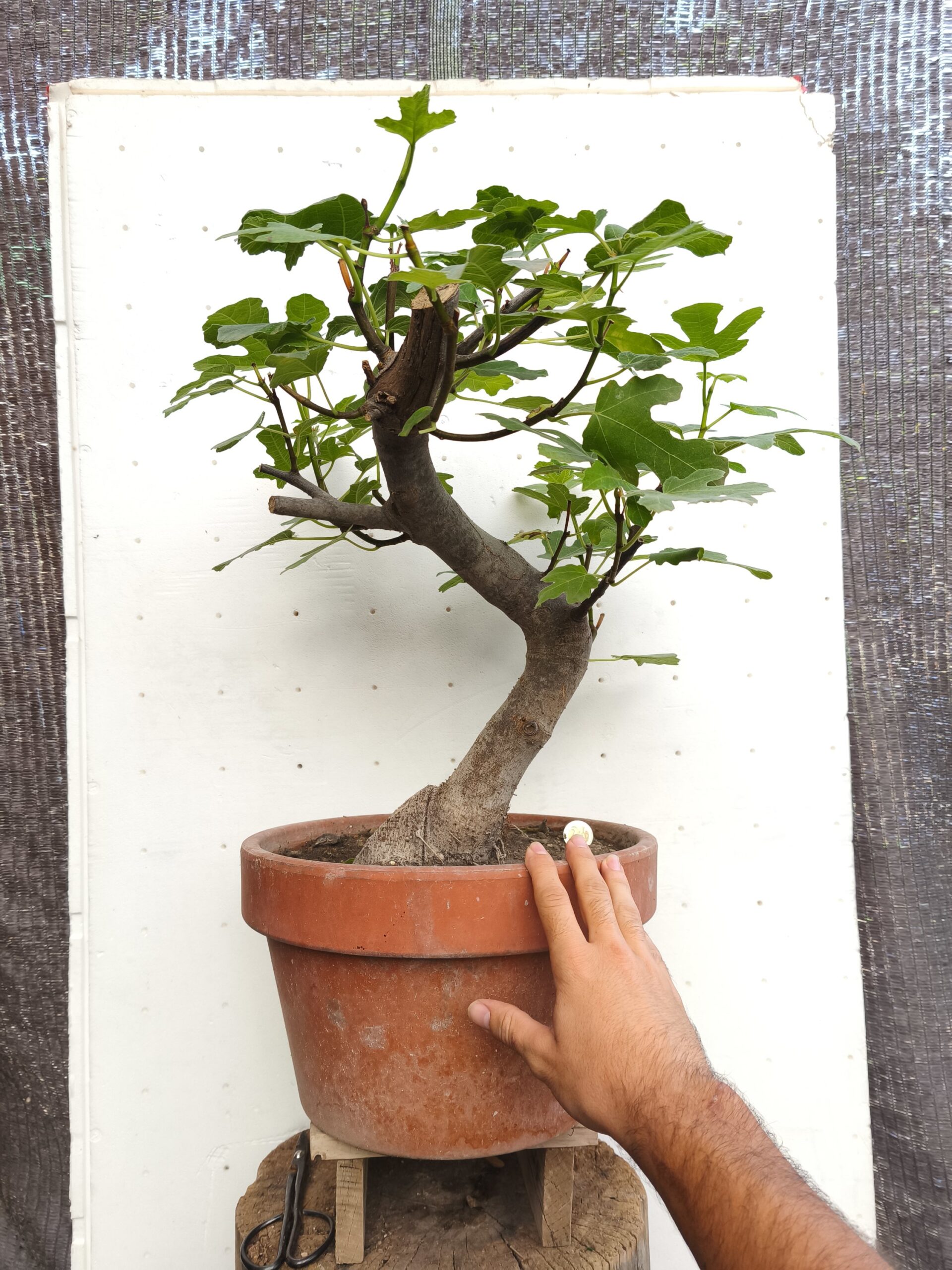 2025/10/1000077278-1-scaled.jpg Pre Bonsai Higuera - Imagen 1