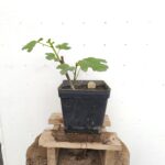 Plantón Higuera
