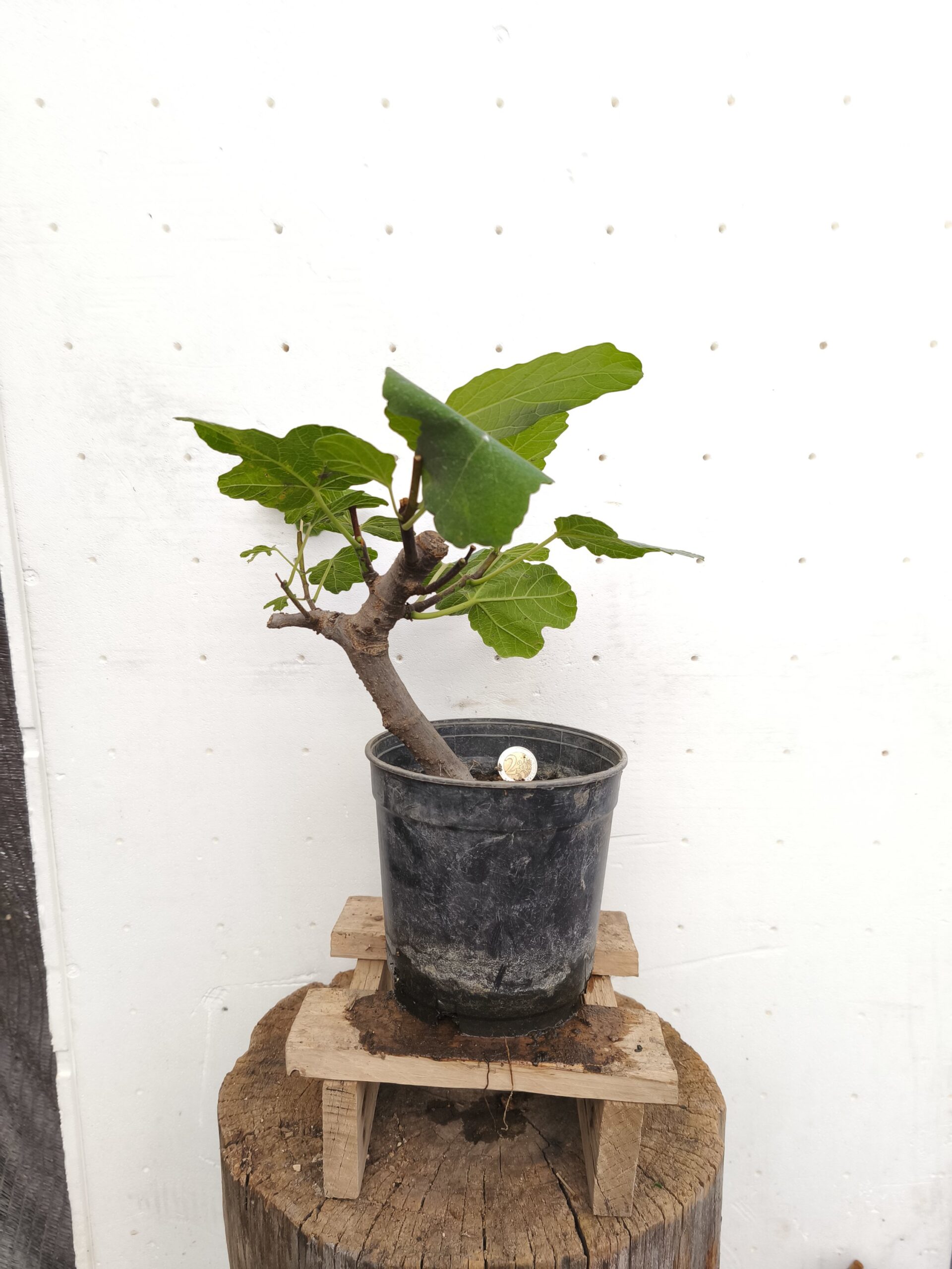 2025/10/1000077281-scaled.jpg Pre Bonsai Higuera - Imagen 1