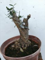 Pre Bonsai Acebuche - Imagen 2
