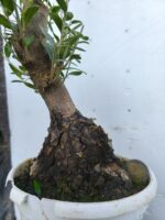 Pre Bonsai Acebuche - Imagen 2