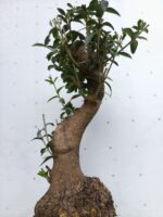 Pre Bonsai Acebuche - Imagen 3