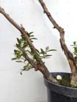 Pre Bonsai Olivo - Imagen 3