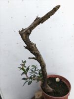 Pre Bonsai Olivo - Imagen 2