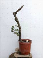Pre Bonsai Olivo