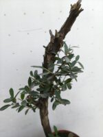 Pre Bonsai Olivo - Imagen 2