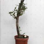Pre Bonsai Olivo
