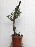 Pre Bonsai Olivo