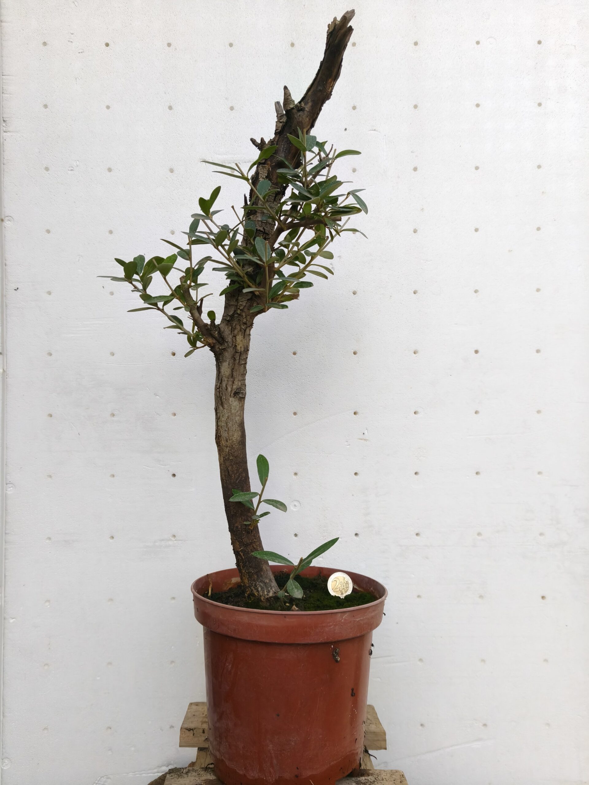 2025/10/1000077314-scaled.jpg Pre Bonsai Olivo - Imagen 1