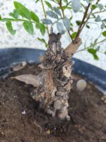 Pre bonsai Lentisco - Imagen 2