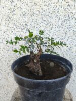 Pre bonsai Lentisco - Imagen 3