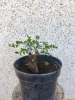 Pre bonsai Lentisco