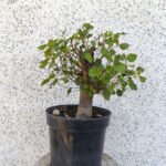 Pre Bonsai Olmo minor