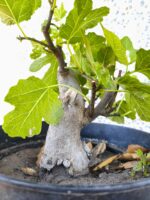 Pre Bonsai Higuera - Imagen 2