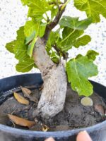 Pre Bonsai Higuera - Imagen 3
