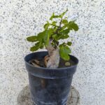 Pre Bonsai Higuera