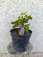 Pre Bonsai Higuera