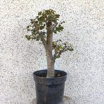 Pre Bonsai Olmo minor